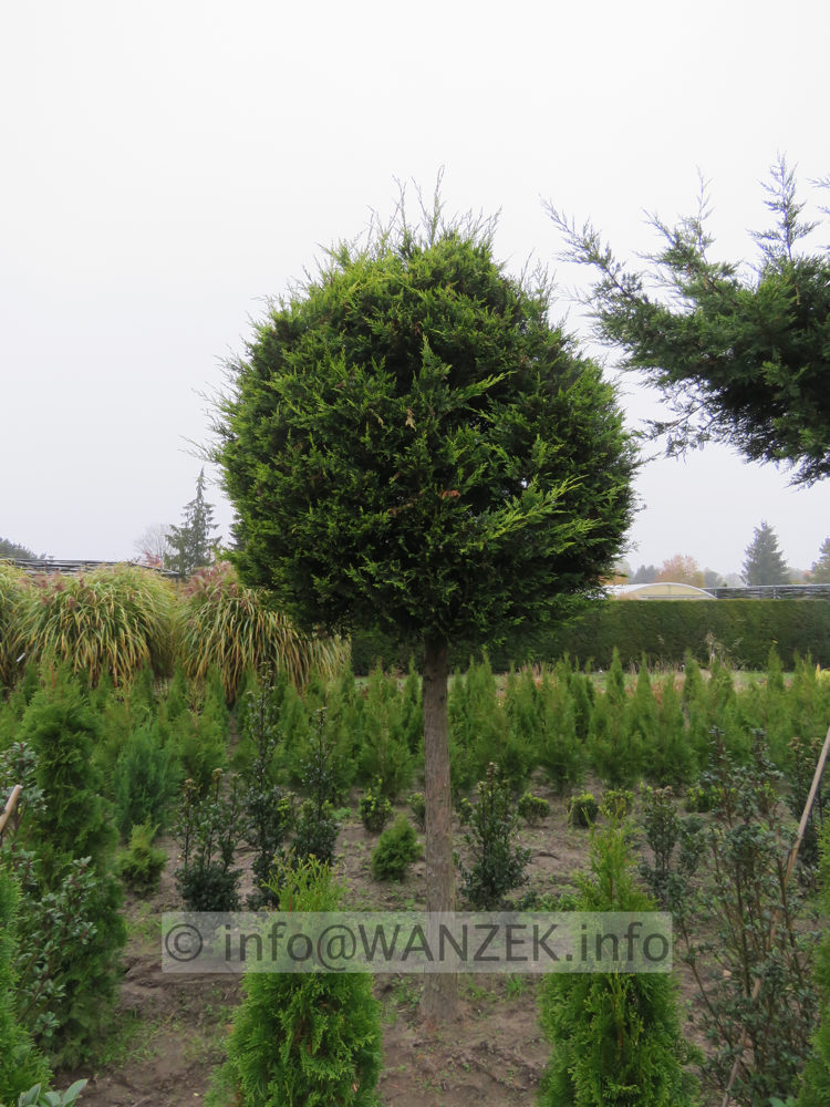 Cupressocyparis leylandii Castlewellan Gold - Kugelstamm gelbgruen 01.JPG